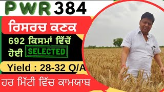 PWR 384 wheat variety detail by Punjab Seed company [upl. by Anal992]