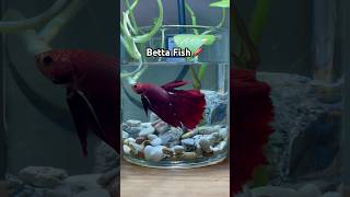 Betta Fish Setup The Ultimate Guide [upl. by Cyrill]