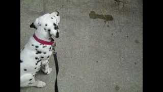 10 week old Dalmatian listens [upl. by Nelav]