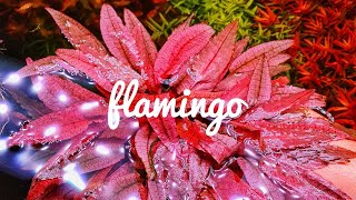 How to keep Cryptocoryne Flamingo Basic and Easy guide [upl. by Kirrad]