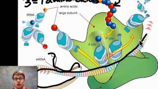 Unit 5 Review  Genetics [upl. by Brendon]