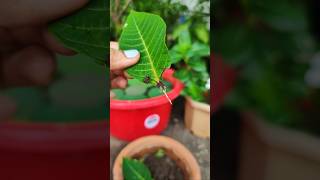 How to propagate Poinsettia plant  Leaf Propagation shorts ytshorts [upl. by Nauqram]