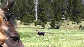 How To Decoy A Moose With A Horse  Mark Kayser  North American Hunter [upl. by Abba454]