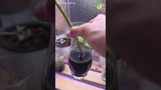 DAY 30  Growing Monstera Albo from Cutting monstera thegreenearth plants [upl. by Azar]