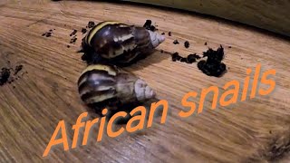 Slimák Africký  Lissachatina fulica [upl. by Andel]