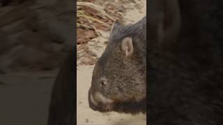 Meet The Wombat Australias Burrowing Marvel [upl. by Etnaud]