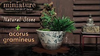 Acorus gramineus Japanese Sweetflag  Nature stone  Miniature Landscape  Anyone can do it series [upl. by Irbmac]