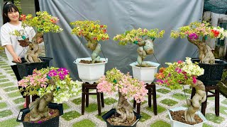 Ngọc Bích 2310 chào bán Hoa Giấy Cẩm Thạch bonsai từ 5 đến 7 màu gốc đẹp [upl. by Dnomrej]