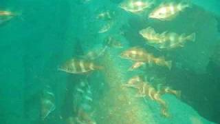 St Dunstan Wreck  Lyme Regis UK [upl. by Seidnac]