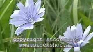 Chicory cichorium intybus [upl. by Deyas]