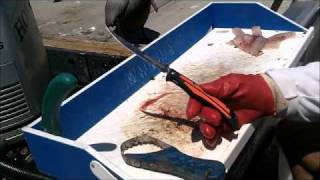 Fillet Knife Cleaning fishknife review [upl. by Havener469]