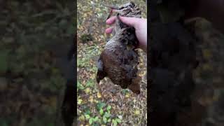 hunting WoodCock with German Drathaat👑Georgian Woods ნადირობა ტყის ქათამზე 1წლის გერმანული დრთხარით [upl. by Rosenbaum]