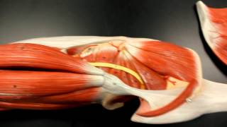 MUSCULAR SYSTEM ANATOMY Gluteal region muscles model description Somso [upl. by Maloney]