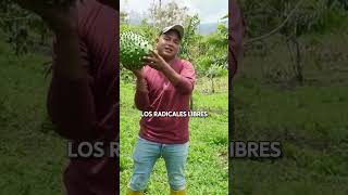 Beneficios de la guanábana para tu cuerpo parati comida dieta guanabana frutas beneficios [upl. by Vail644]