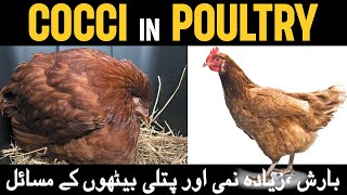 Remedy for Coccidiosis in Chickens  Prevention and Treatment of Coccidiosis in Poultry  Coccidia [upl. by Zosima649]