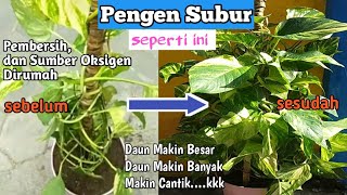 Cara Agar Sirih Gading Subur Daun Makin Lebar Makin Cantik [upl. by Claudia]