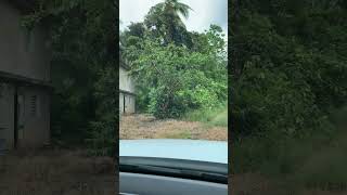 Touring 9 Acre Lot for Sale in Annotto Bay St Mary [upl. by Aniram]