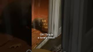 Funny Raccoon Chases Possum Away From Food Shorts [upl. by Crawford]