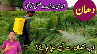 Rice crop lodging and its management  Abid Ali Agrarian [upl. by Reave]