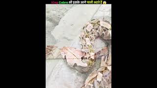 King Cobra भी इसको देखकर मैदान छोड़कर भाग जाता है 😱facts shorts snake trending [upl. by Ecnarrat]