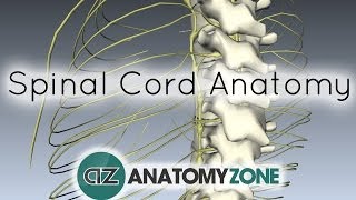 Spinal Cord  External Anatomy  3D Anatomy Tutorial [upl. by Geibel]