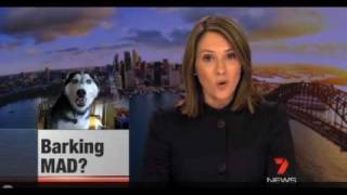 Mishka the Talking Husky on the News in Australia  7News Sydney 9611 [upl. by Ggerk191]