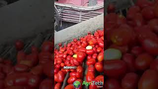 Revolutionizing Tomato FARMING with Advanced Harvesting Machine [upl. by Awe]