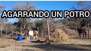 PRIMER CONTACTO CON CABALLO CHUCARO DE 12 AÑOS A TRAVES DEL LENGUAJE [upl. by Biamonte]