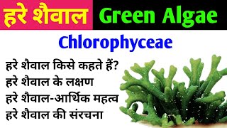 हरे शैवाल Green Algae  chlorophyta  chlorophyceae  characteristics amp importance of green algae [upl. by Ellehcsar]