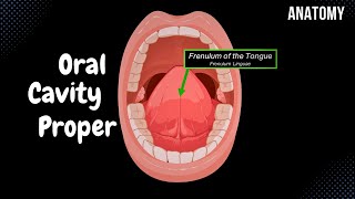 Oral Cavity Proper Palate amp Tongue  Oral Cavity Anatomy [upl. by Daryn]