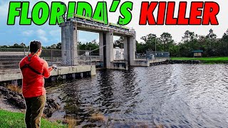 This is Destroying Floridas Waterways and I Love It [upl. by Annoit]