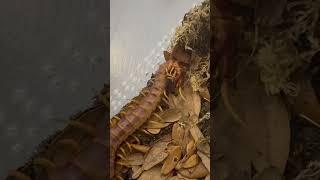 Scolopendra galapagoensis ‘Orange’ cleaning himself [upl. by Cruz]