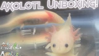 Axolotl Unboxing [upl. by Llatsyrc161]