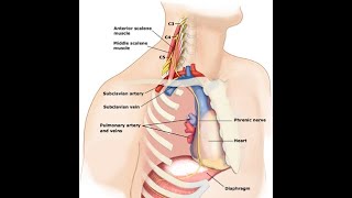 Two Minutes of Anatomy Phrenic Nerve [upl. by Hcib335]