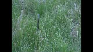 Garter Snake standing up [upl. by Attenat]