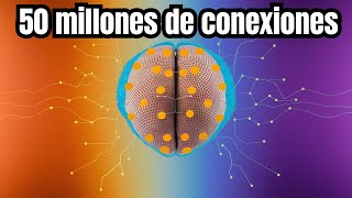 El mapa cerebral de la mosca que podría revolucionar la neurociencia [upl. by Enilra291]