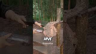 Extracting honey in china shorts science [upl. by Atinrev38]