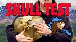 Bear Skull Ballistic Test 10mm 460 Rowland 454 Casull 12 Gauge [upl. by Wojak]