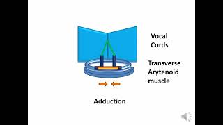 vocal cords adduction and abduction adductors abductors vocalcords [upl. by Idaline]