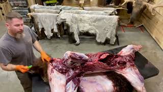 How to Skin a Bear Part 4 Skinning a Grizzly Bear alaska taxidermy taxidermist bearhunting [upl. by Zetra936]