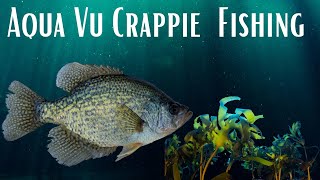 Underwater Camera Crappie Fishing [upl. by Eiramac622]