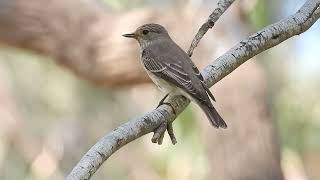 חטפית אפורה Spotted Flycatcher Ashkelon [upl. by Ijuy]