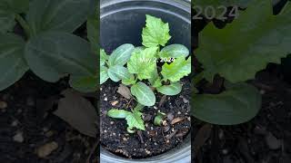 How to Grow Loofah  Loofah Sponge [upl. by Htesil]