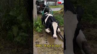 OMG What is this fyp viral cow hoof hoofcare hoofpicking hoofcleaningsubscribe horsecare [upl. by Liamsi345]