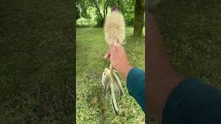 coyote Fur Red Bulb white feather trimmed Shamanic Rattle [upl. by Pfeffer]