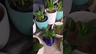 snake plant care [upl. by Kiyohara]