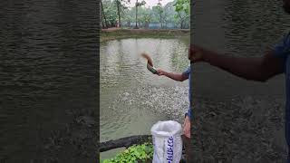 The fish are eating a lot of food 14 May 2024 farming viralvideo shorts [upl. by Inaboy518]