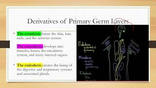 Gastrulation tissue derived from primary germ layers ectoderm mesoderm endoderm [upl. by Tonkin]