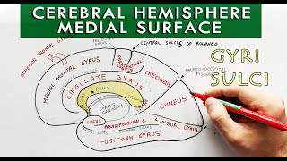 Medial surface of the Cerebral hemisphere  Gyri and sulci  Neuroanatomy [upl. by Onaicnop]