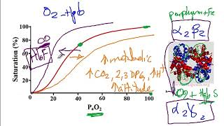 USMLE ACE Video 164 OxygenHemoglobin Dissociation Curves [upl. by Braasch612]